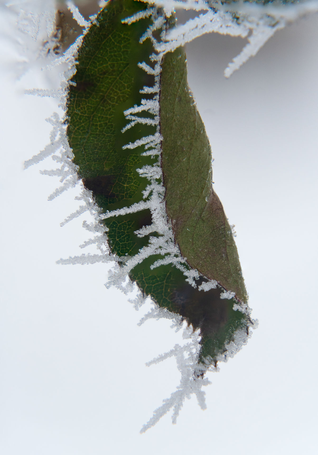 One frosty day